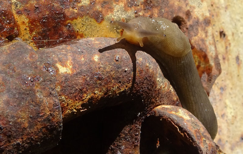 Limax engadinensis (?) da Cimone (TN)