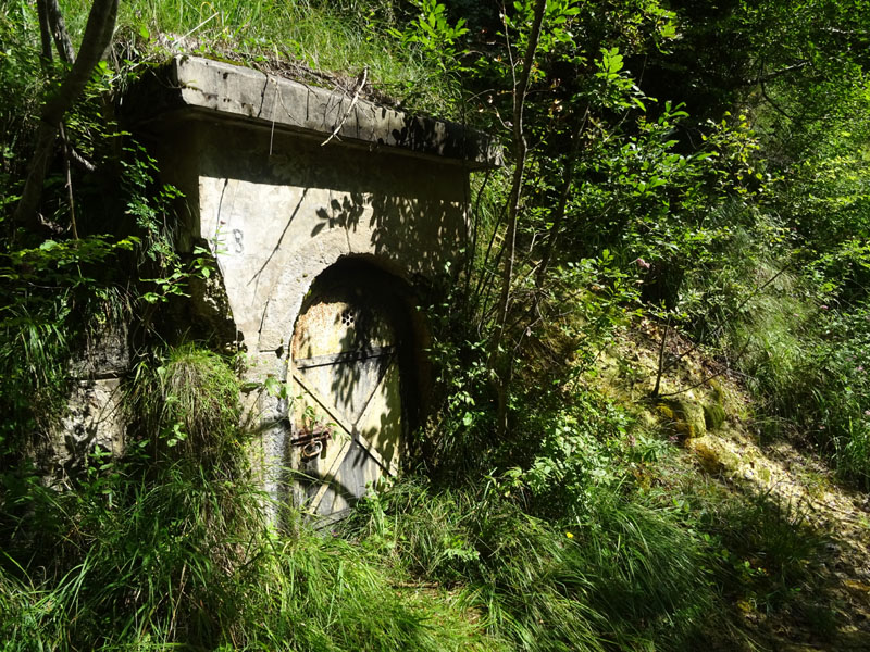 Limax engadinensis (?) da Cimone (TN)