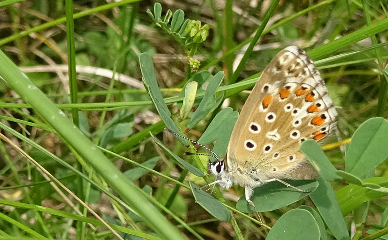 Polyommatus bellargus ? - S