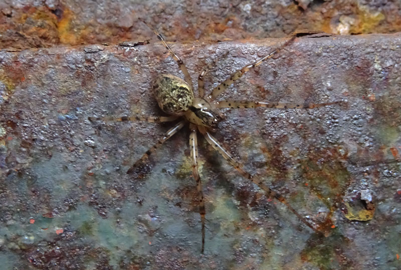 Metellina merianae - Cimone (TN)