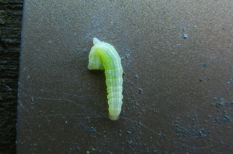 bruco: Operophtera brumata o fagata - Geometridae (TN)