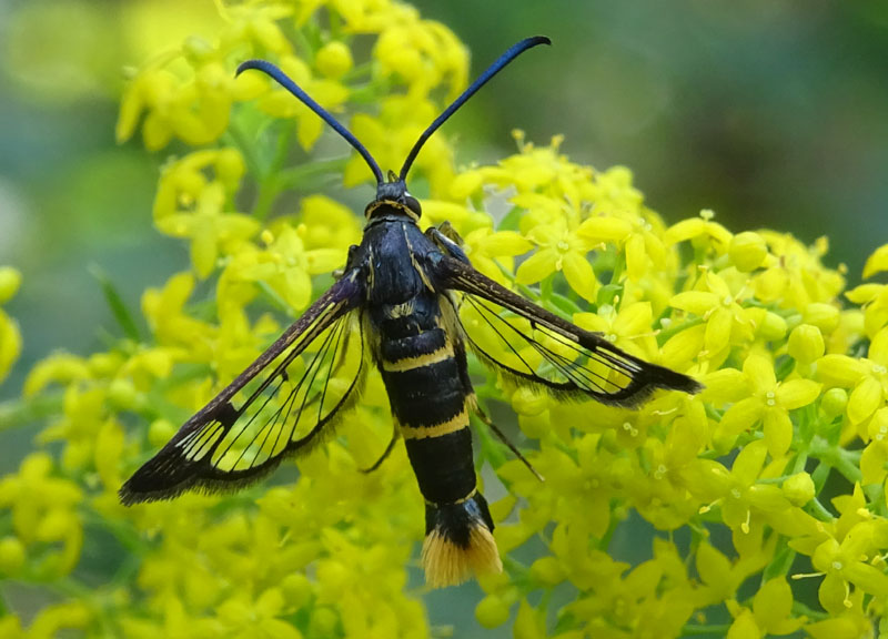 Synanthedon cephiformis - Sesiidae.......dal Trentino