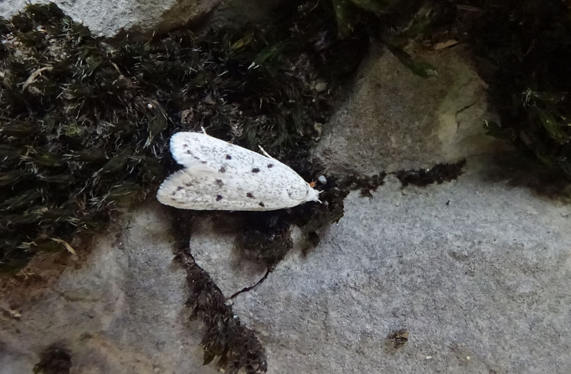 quale Symmoca (Autostichidae)  ? - Symmoca cf. caliginella