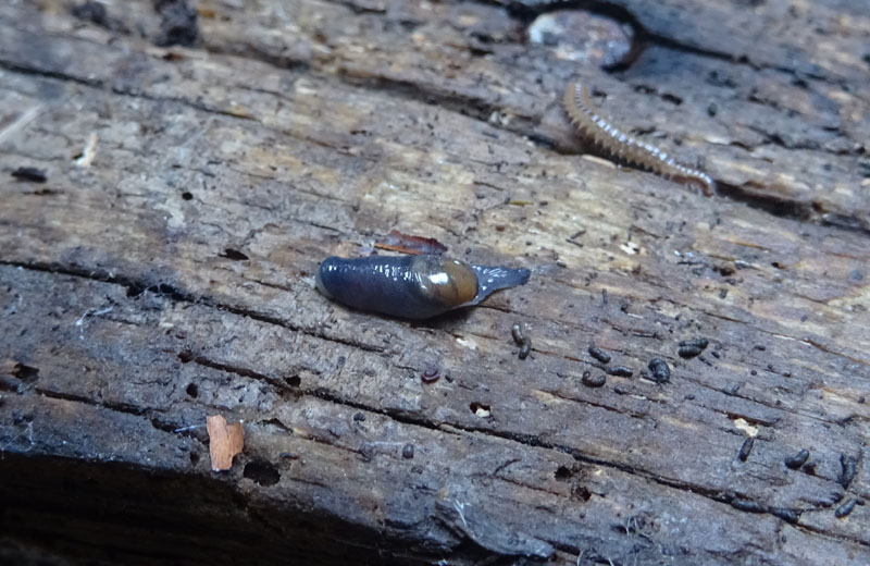 Vitrinidae....da determinare