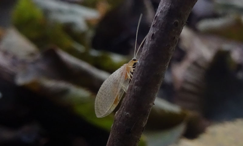 Hemerobius micans - Hemerobiidae