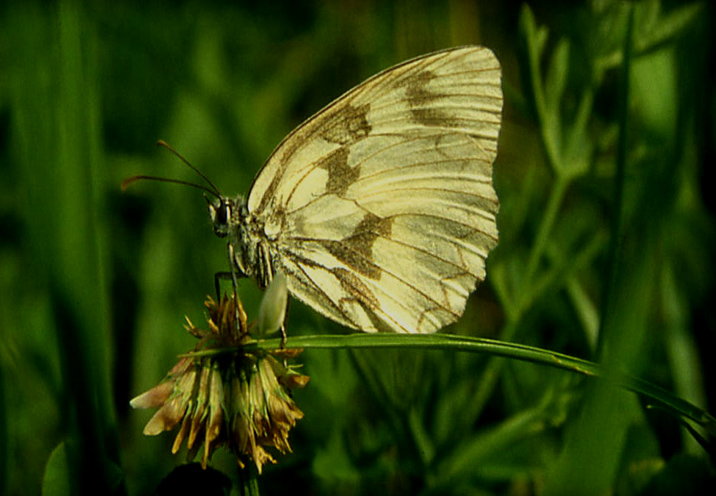 galathea, ? , podalirius, glyphica