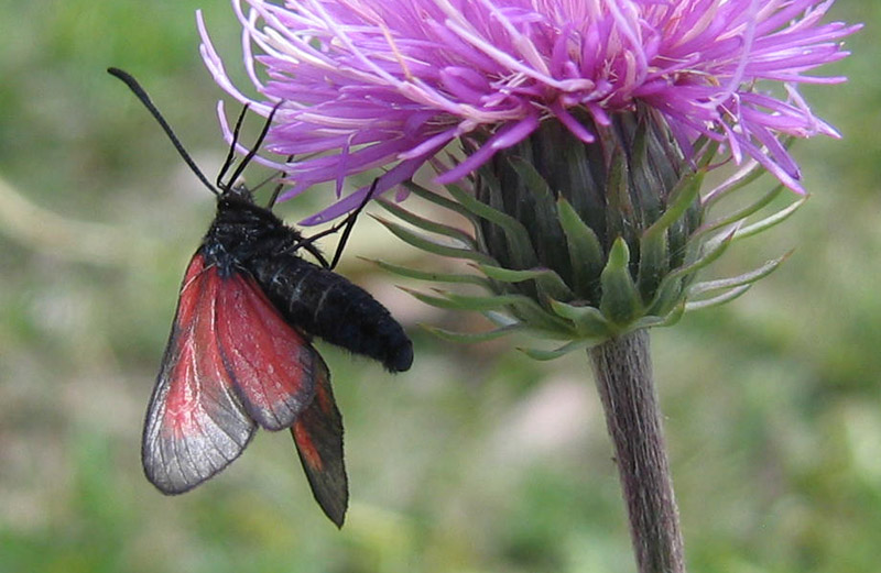 Zygaena romeo o Zygaena osterodensis ?