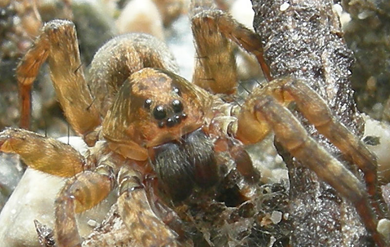 Trochosa sp. - Lycosidae.............dal Trentino