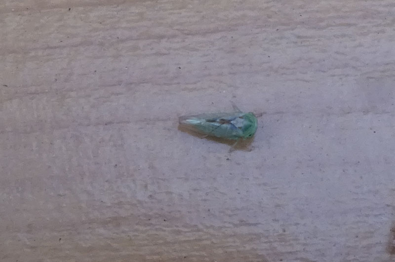 Viridicerus ustulatus - Cicadellidae