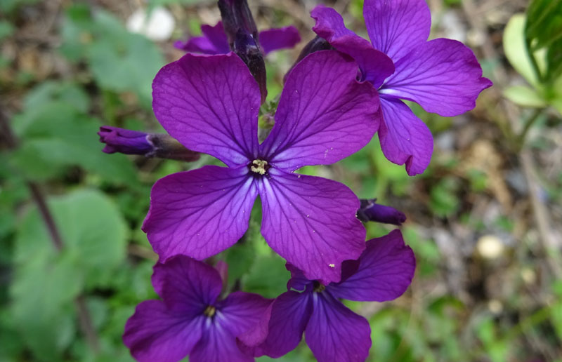 Lunaria annua - Brassicaceae