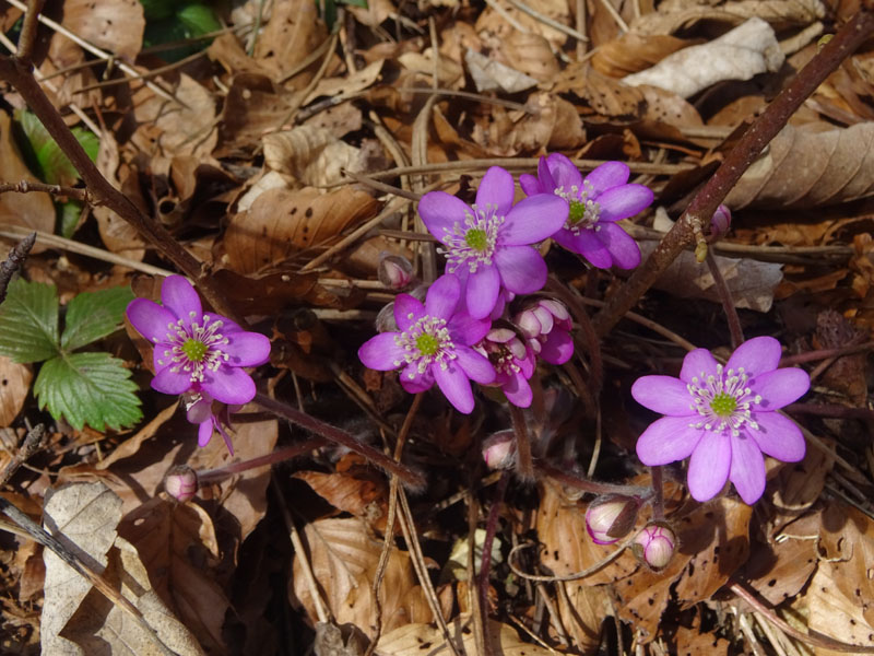 Hepatica nobilis.....3 colori