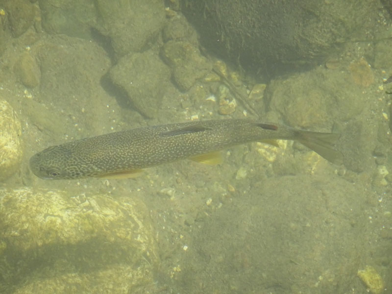 Salmo trutta (marmoratus e fario) e Barbus barbus