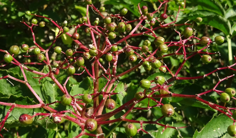 Sambucus nigra / Sambuco comune