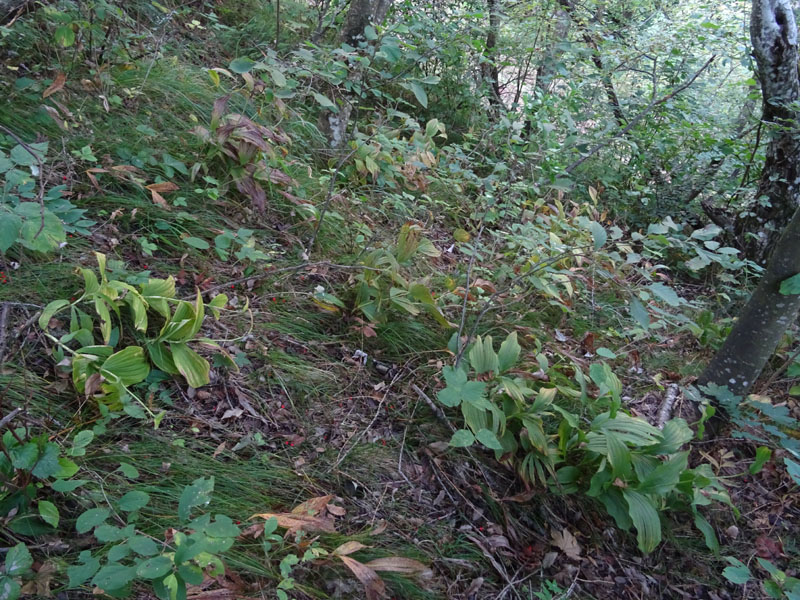 Cypripedium calceolus