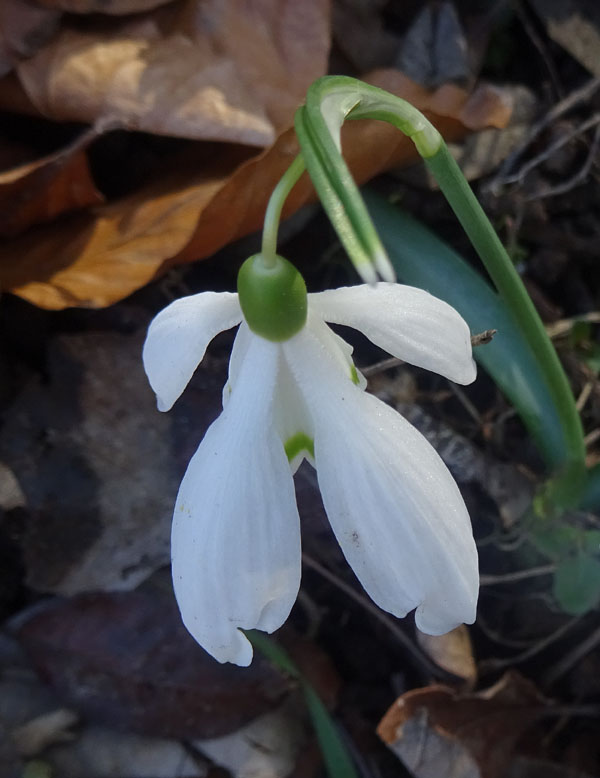 rarit ad 8 tepali ?.......Galanthus nivalis