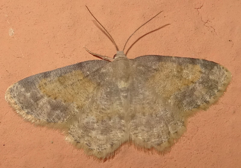 Charissa variegata - Geometridae