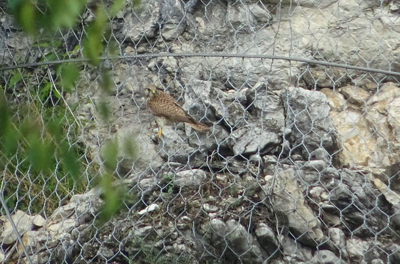 foto brutte 4....Falco tinnunculus