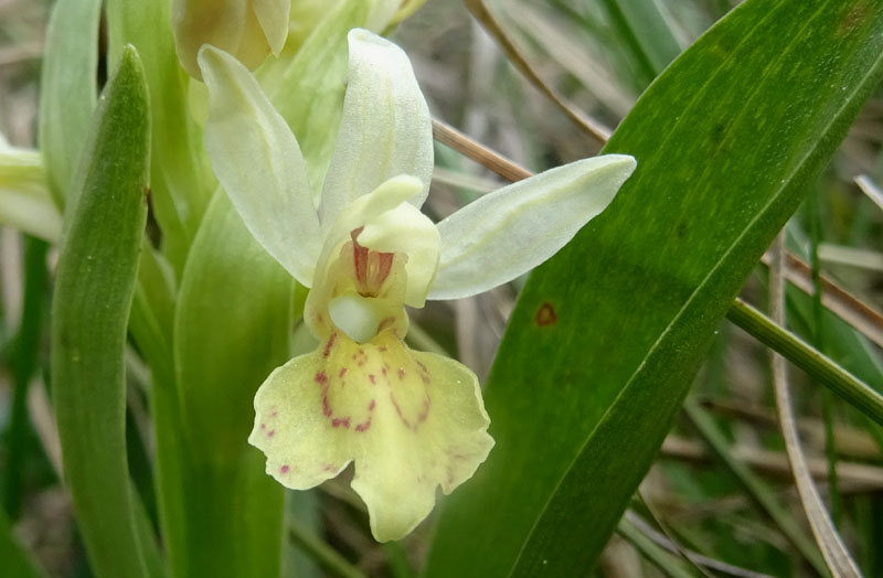 Dactylorhiza sambucina.....dal Trentino