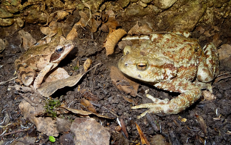 maschio e femmina della stessa specie? No, Rana dalmatina e Bufo bufo