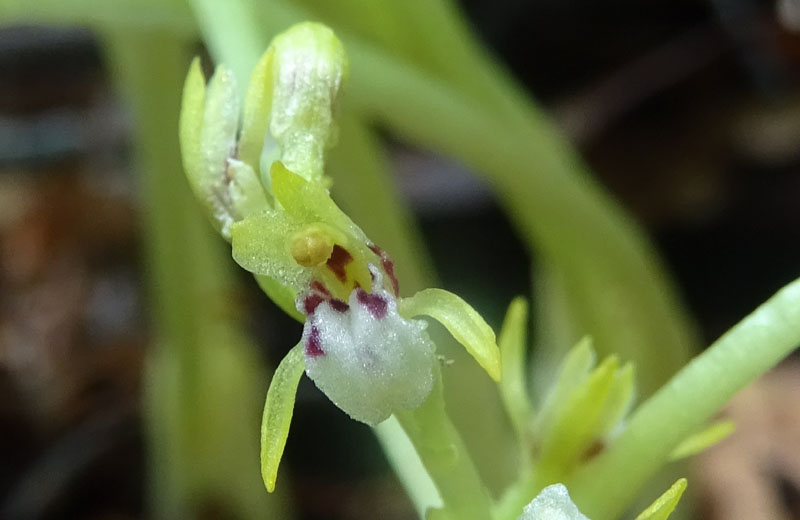 Corallorhiza trifida / Coralloriza