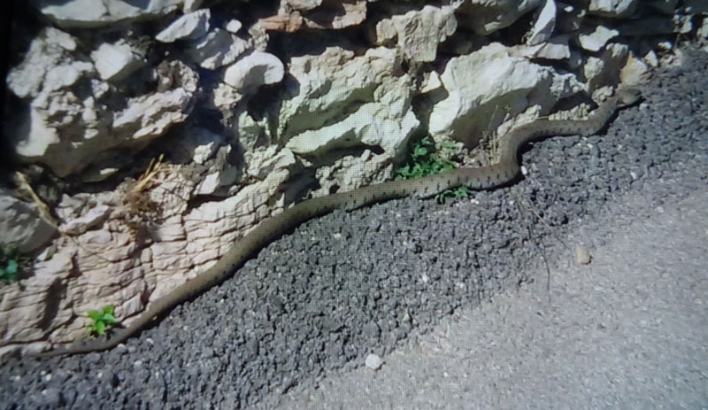 Natrix natrix (Natrice o biscia dal collare)