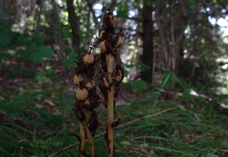 è un''orchidea ?.....no, Monotropa hypopitys (Ericaceae)