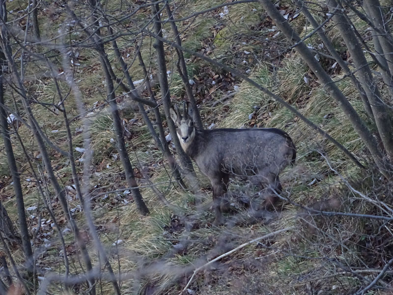 Rupicapra rupicapra.....dal Trentino Alto Adige