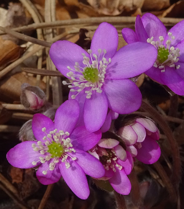Hepatica nobilis.....3 colori