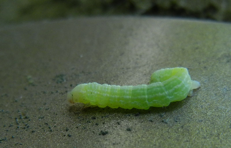 bruco: Operophtera brumata o fagata - Geometridae (TN)