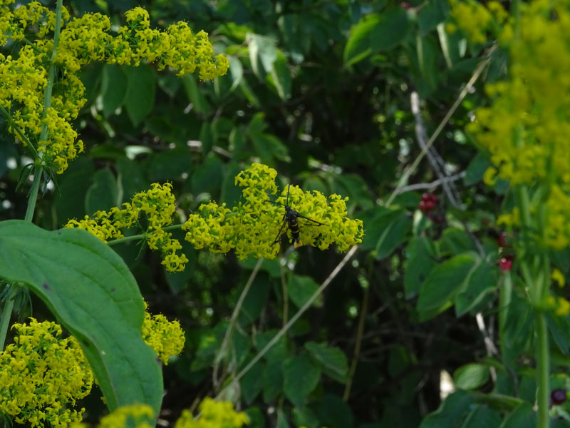 Synanthedon cephiformis - Sesiidae.......dal Trentino