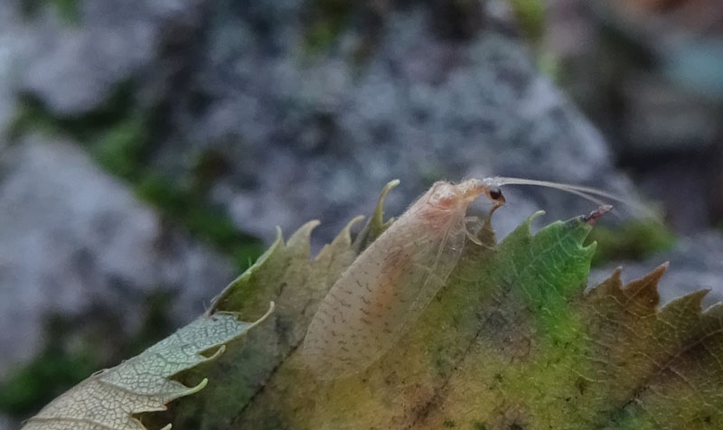 Hemerobius micans - Hemerobiidae