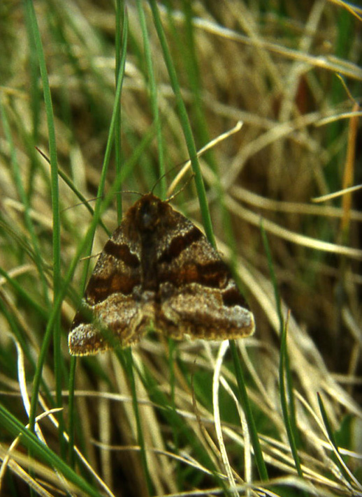 galathea, ? , podalirius, glyphica