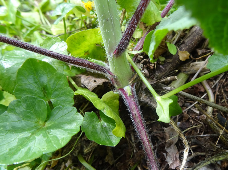 Lunaria annua - Brassicaceae