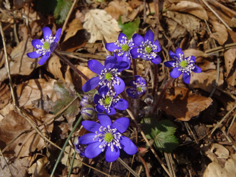 Hepatica nobilis.....3 colori