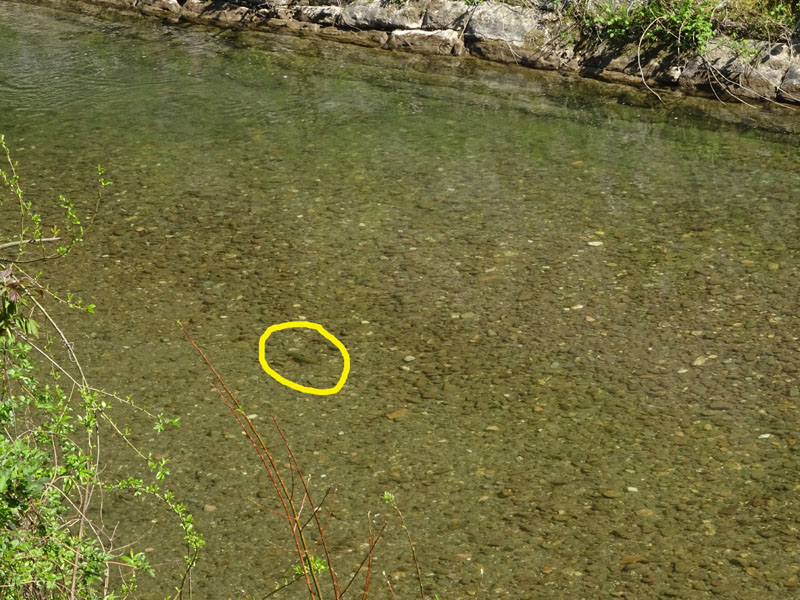 Salmo trutta (marmoratus e fario) e Barbus barbus