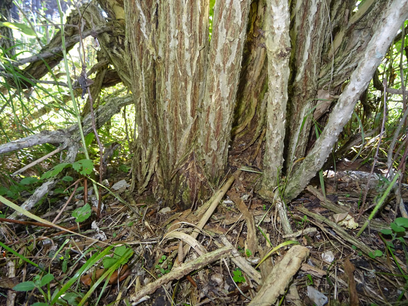 Sambucus nigra / Sambuco comune