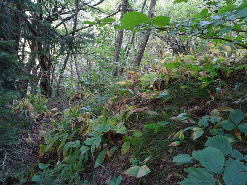 Cypripedium calceolus