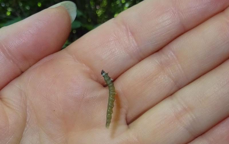 Larva di microlepidottero: Tortricidae o Elachistidae