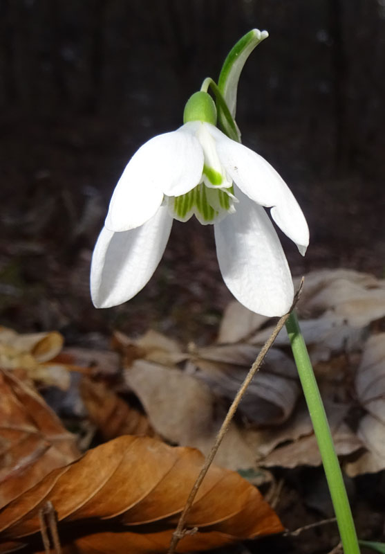 rarit ad 8 tepali ?.......Galanthus nivalis