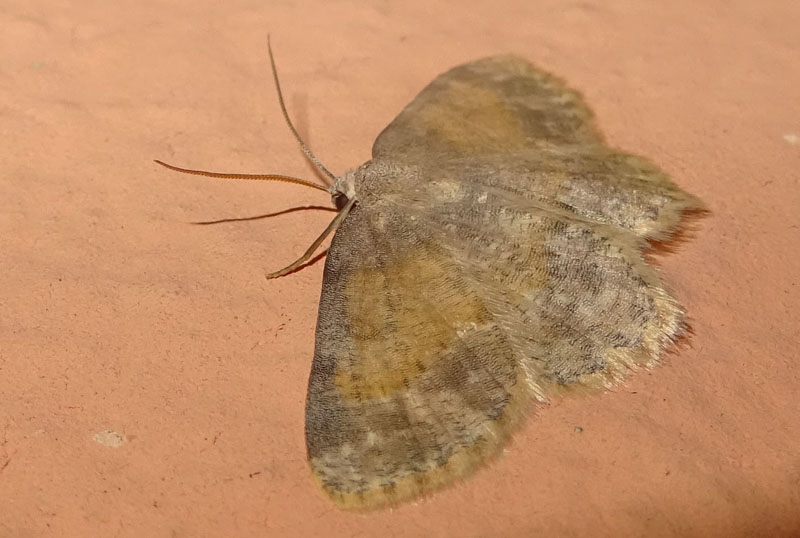 Charissa variegata - Geometridae