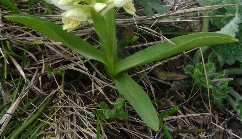 Dactylorhiza sambucina.....dal Trentino