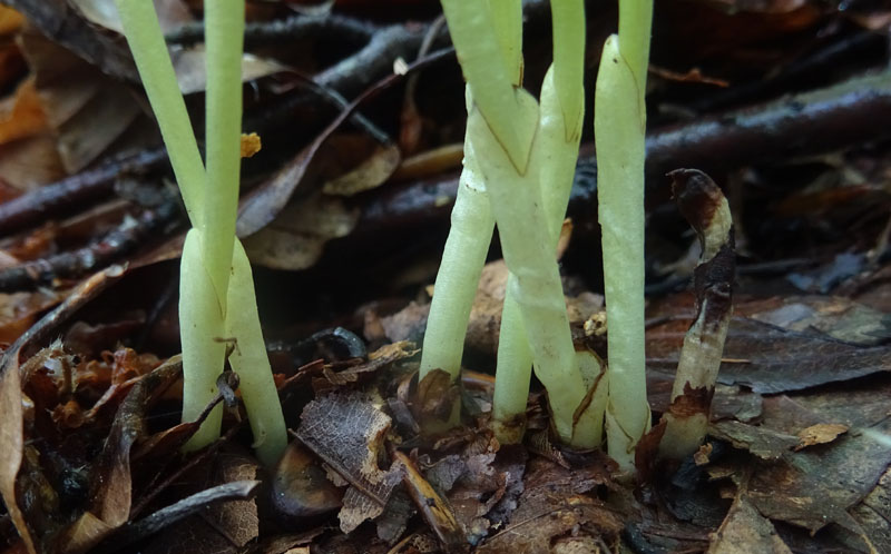 Corallorhiza trifida / Coralloriza