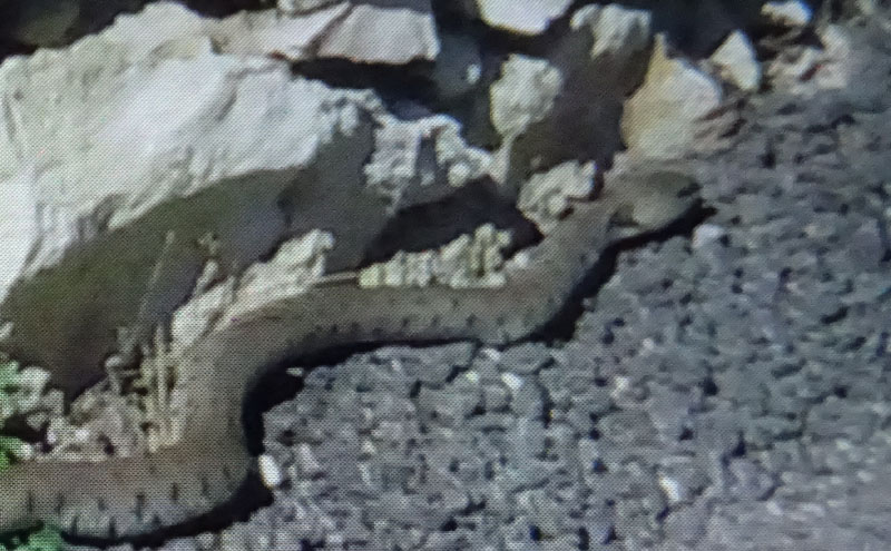 Natrix natrix (Natrice o biscia dal collare)