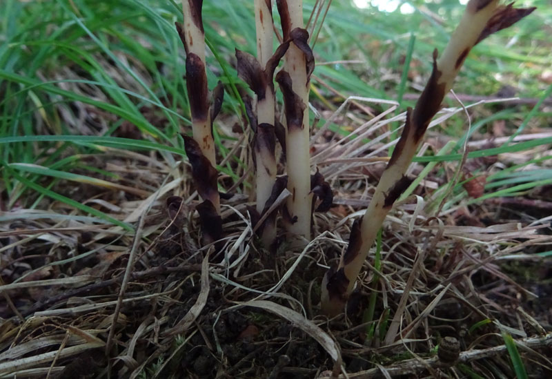 è un''orchidea ?.....no, Monotropa hypopitys (Ericaceae)