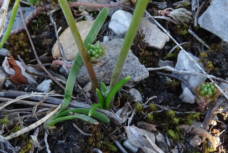 Prospero autumnale - Aspargaceae