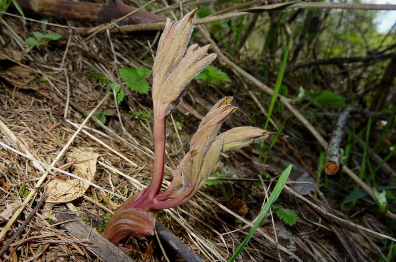 Paeonia officinalis  / Peonia selvatica