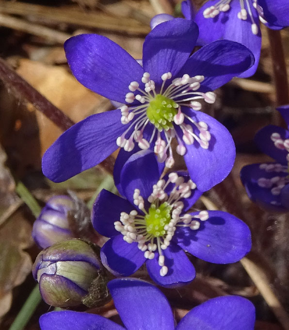 Hepatica nobilis.....3 colori