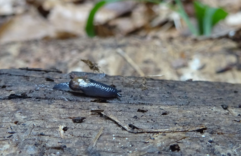 Vitrinidae....da determinare