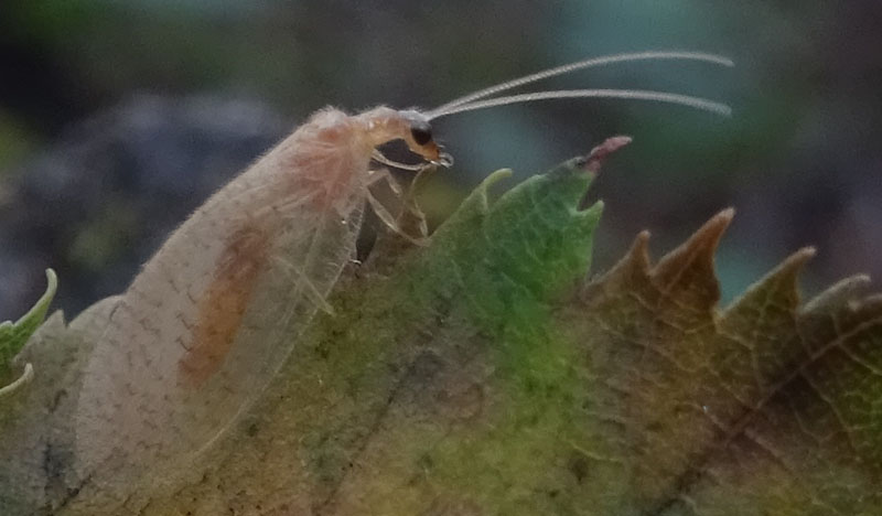 Hemerobius micans - Hemerobiidae