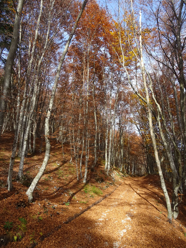 canalone Sud-Est (Geroni) .......del Monte Stivo